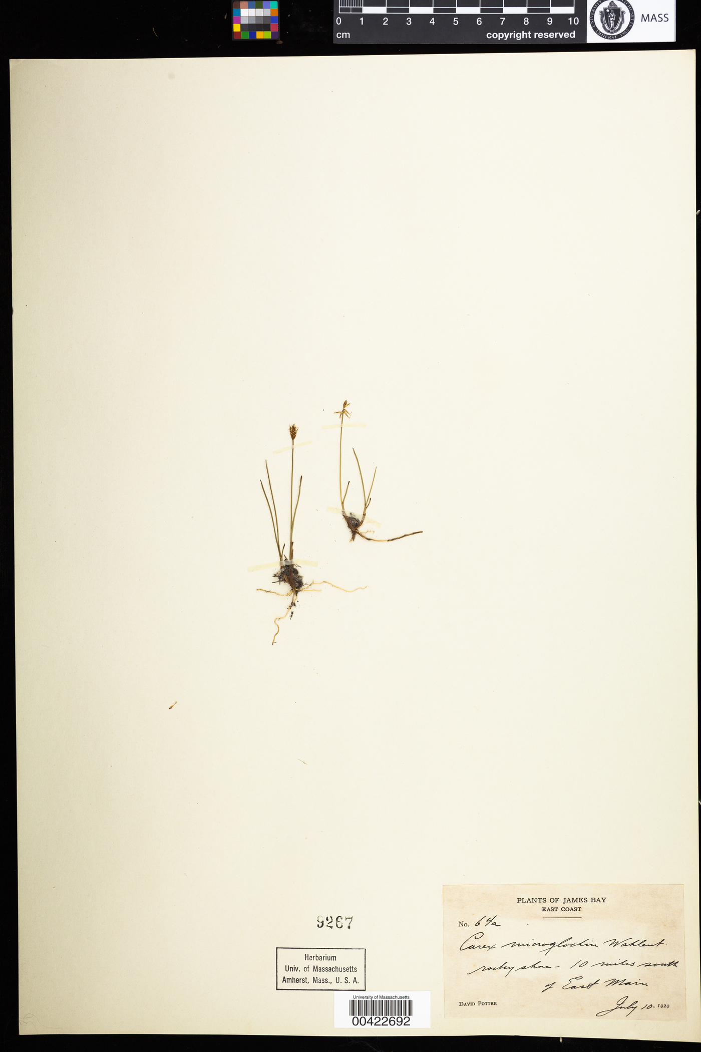 Carex mirata image