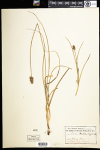 Carex muehlenbergii image