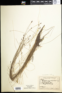 Eleocharis compressa var. compressa image