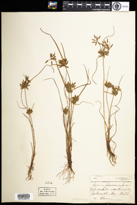 Cyperus flavescens image