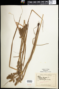 Cyperus strigosus image