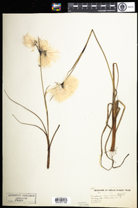 Eriophorum angustifolium image