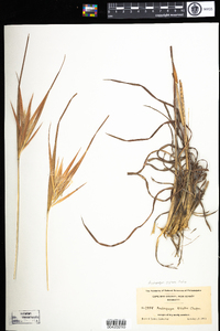 Image of Andropogon gyrans