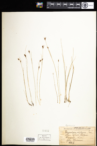 Anthoxanthum odoratum image