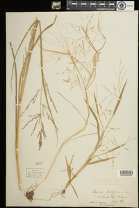 Panicum dichotomiflorum image