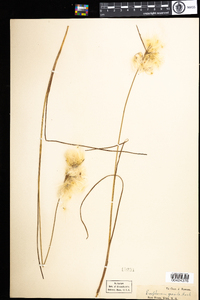 Eriophorum gracile image