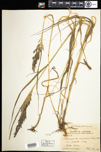 Calamagrostis canadensis image