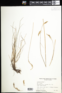 Festuca rubra image