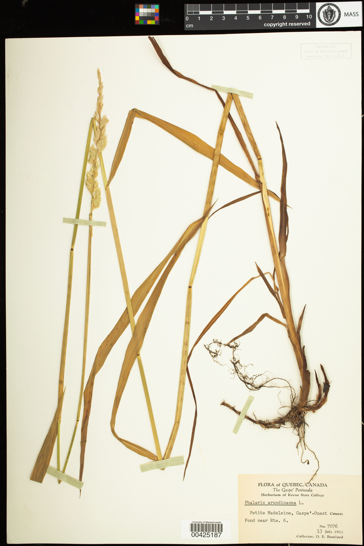 Phalaris arundinacea image