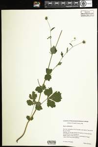 Geum urbanum image