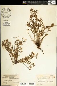 Helianthemum dumosum image