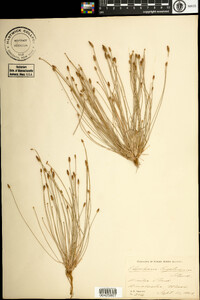 Eleocharis engelmannii var. detonsa image