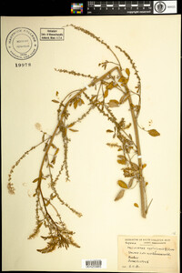 Melilotus officinalis image