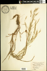 Bromus racemosus image