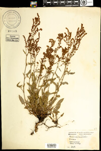 Rumex acetosella image