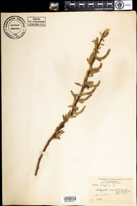 Salix fragilis image