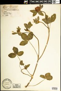 Trifolium pratense image