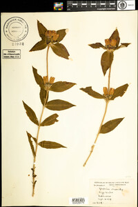 Gentiana clausa image