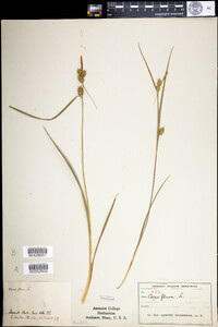 Carex flava image