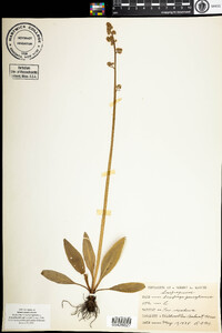 Saxifraga pensylvanica image