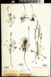 Drosera intermedia image