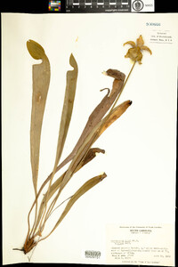 Sarracenia minor image