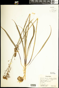 Image of Camassia angusta