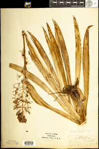Image of Camassia cusickii
