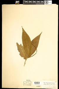 Image of Piper angustifolium