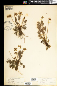 Viola pedata image