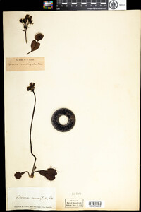 Dionaea muscipula image