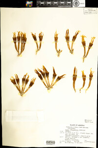 Image of Agave chrysantha