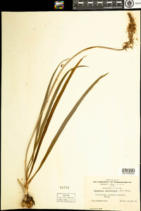 Camassia scilloides image