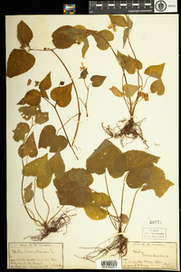 Viola canadensis image