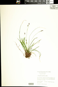 Carex pedunculata image