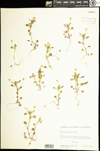 Viola biflora image
