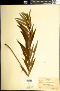 Chamerion angustifolium ssp. angustifolium image