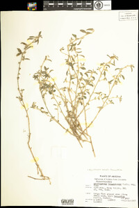 Image of Argythamnia serrata