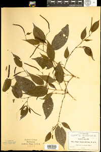 Piper unguiculatum image