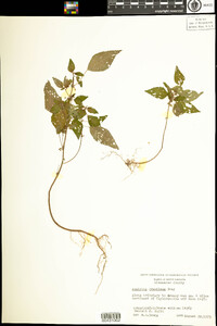 Acalypha gracilens image