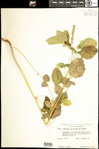 Acalypha ostryifolia image