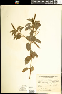 Image of Acalypha communis
