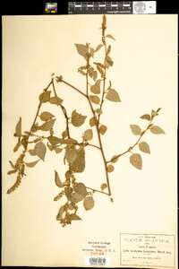 Image of Acalypha langiana