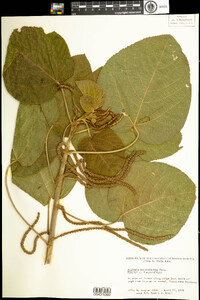 Image of Acalypha macrostachya