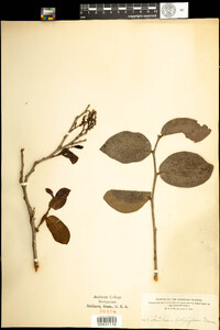 Image of Antidesma platyphyllum