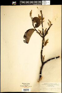 Antidesma platyphyllum image