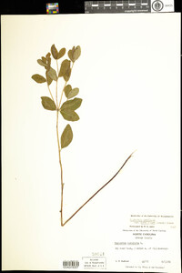 Euphorbia corollata image