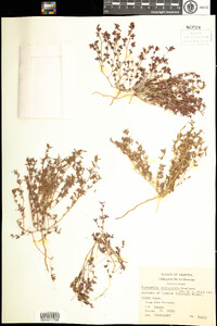 Chamaesyce glyptosperma image