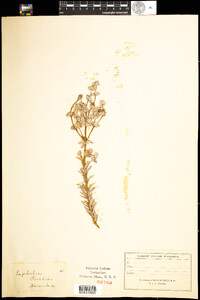 Euphorbia paralias image