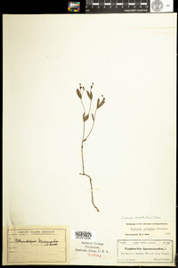 Image of Euphorbia exserta